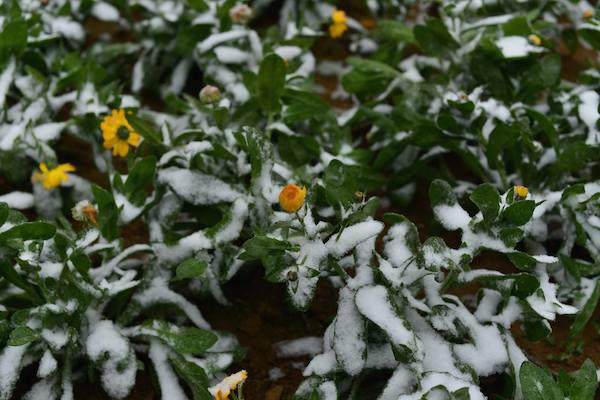 Đêm qua tuyết rơi, sáng nay Sapa đẹp mơ màng