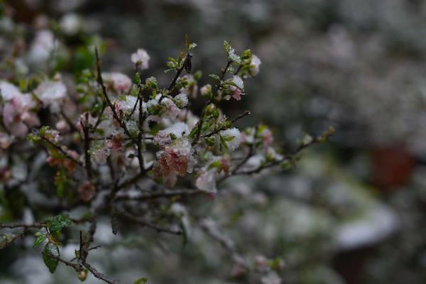 Đêm qua tuyết rơi, sáng nay Sapa đẹp mơ màng