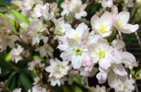 Hoa Anh Đào Nhật Bản rực rỡ bên Hồ Gươm (Hà Nội)