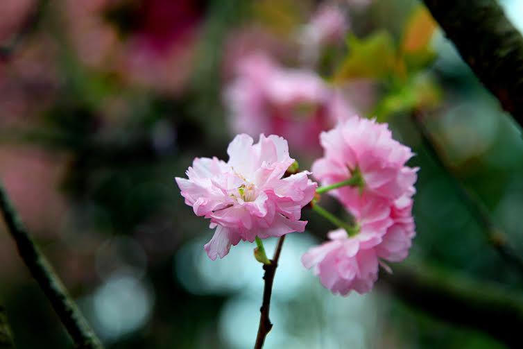 Tưng bừng khai mạc Lễ hội hoa anh đào 2016