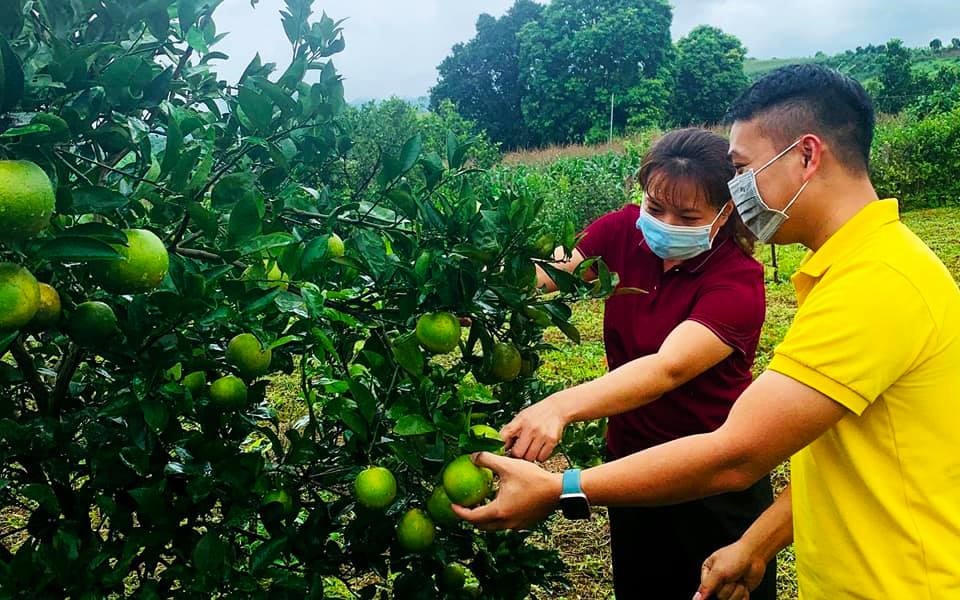 Hòa Bình: Tập trung phát triển sản phẩm chủ lực, sản phẩm đặc thù, sản phẩm có lợi thế của địa phương 