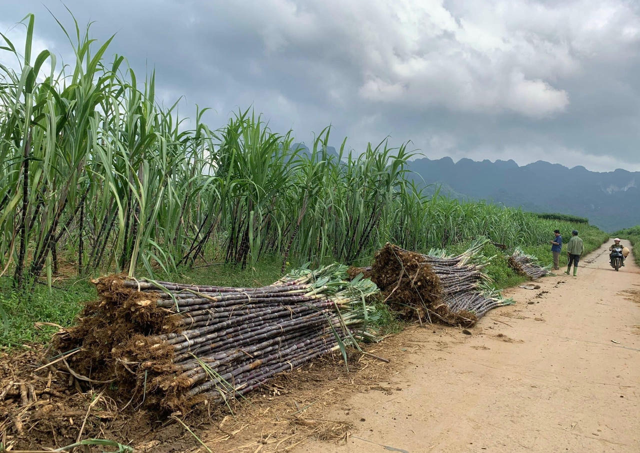 Hòa Bình: Tập trung phát triển sản phẩm chủ lực, sản phẩm đặc thù, sản phẩm có lợi thế của địa phương 