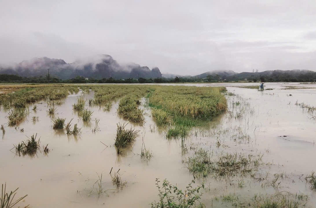 Hòa Bình triển khai các biện pháp phục hồi sản xuất nông nghiệp sau bão lũ