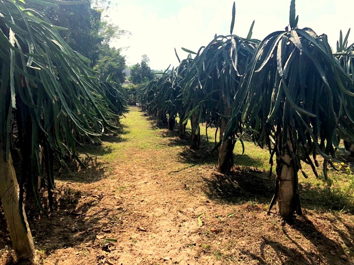 Tỉnh Hòa Bình: 'Trái ngọt' từ việc ứng dụng khoa học và công nghệ phục vụ phát triển nông nghiệp 