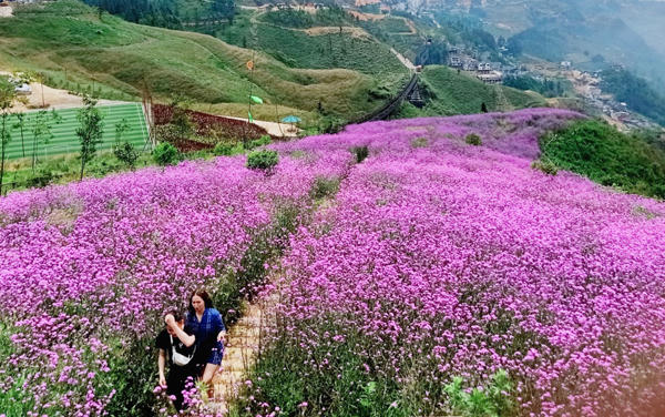 Đồi hoa tím tuyệt đẹp tại Sa Pa