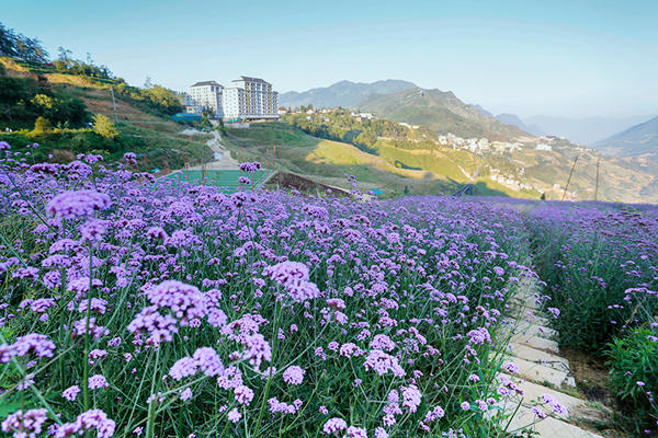 Đồi hoa tím tuyệt đẹp tại Sa Pa