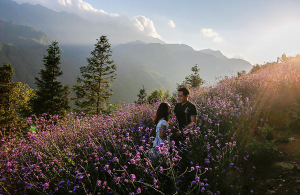 Đồi hoa tím tuyệt đẹp tại Sa Pa