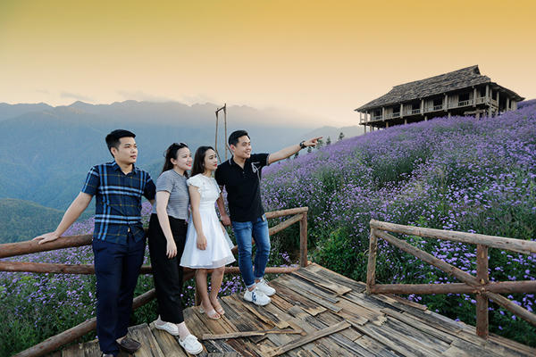 Đồi hoa tím tuyệt đẹp tại Sa Pa