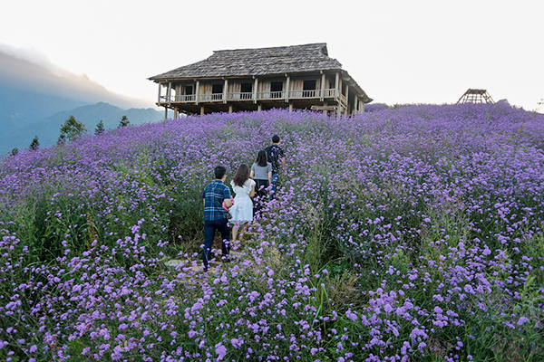 Đồi hoa tím tuyệt đẹp tại Sa Pa