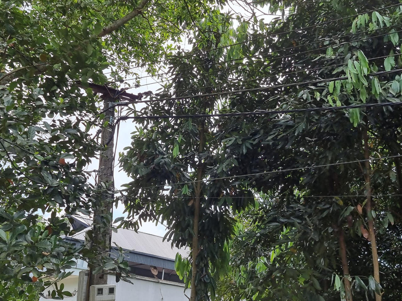 Hơn 10 hộ gia đình bị hư hỏng tài sản do bị tăng điện áp đột ngột