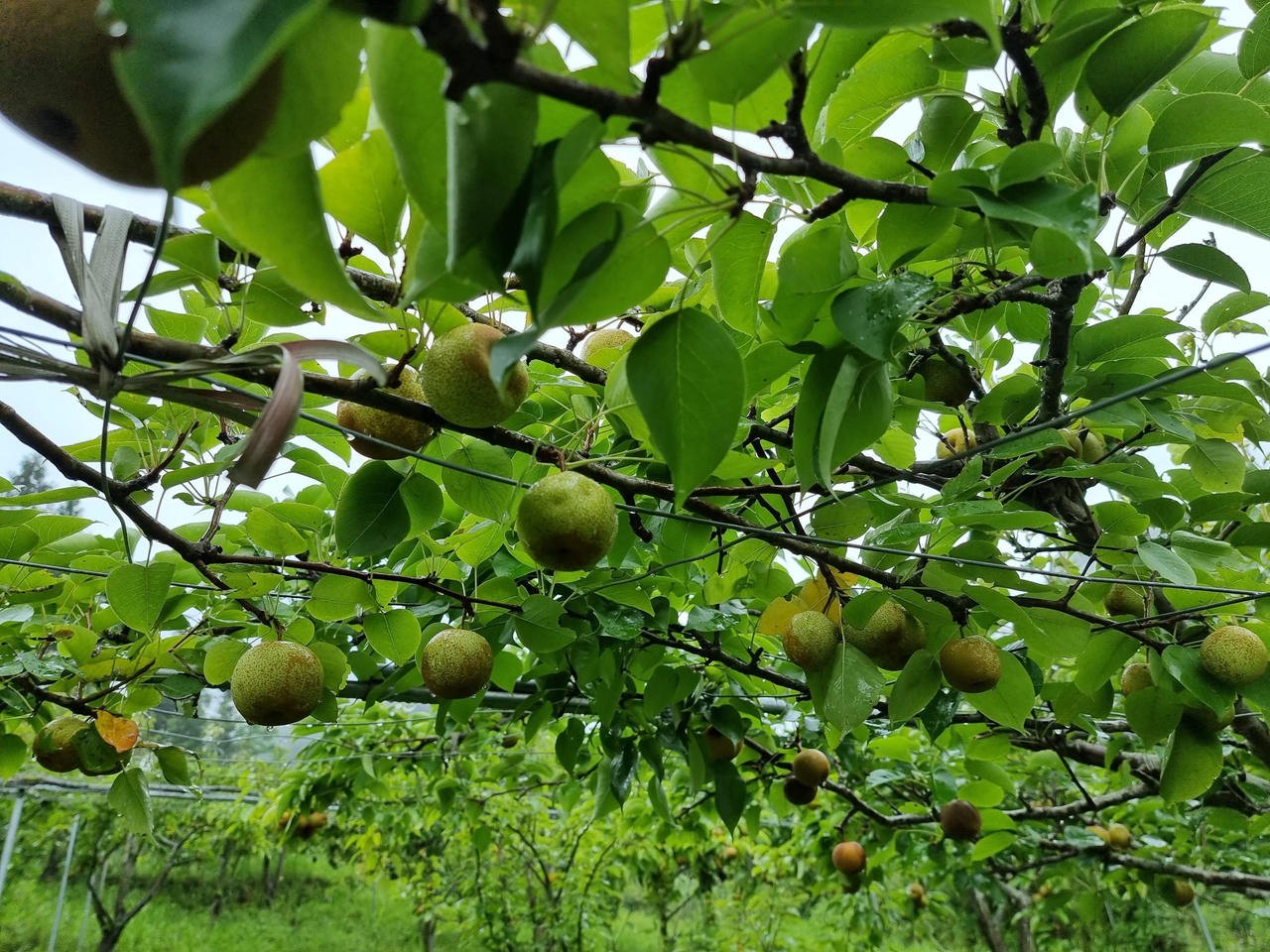 Trĩu cành lê chín ngọt khắp núi rừng Tây Bắc
