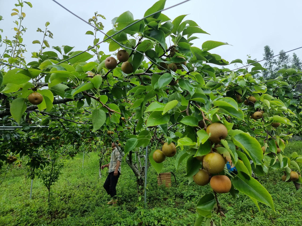 Trĩu cành lê chín ngọt khắp núi rừng Tây Bắc