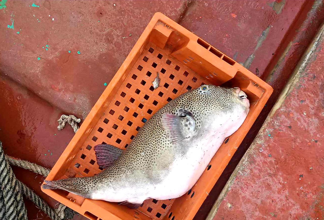 Một ngư dân tử vong do ăn trứng cá nóc