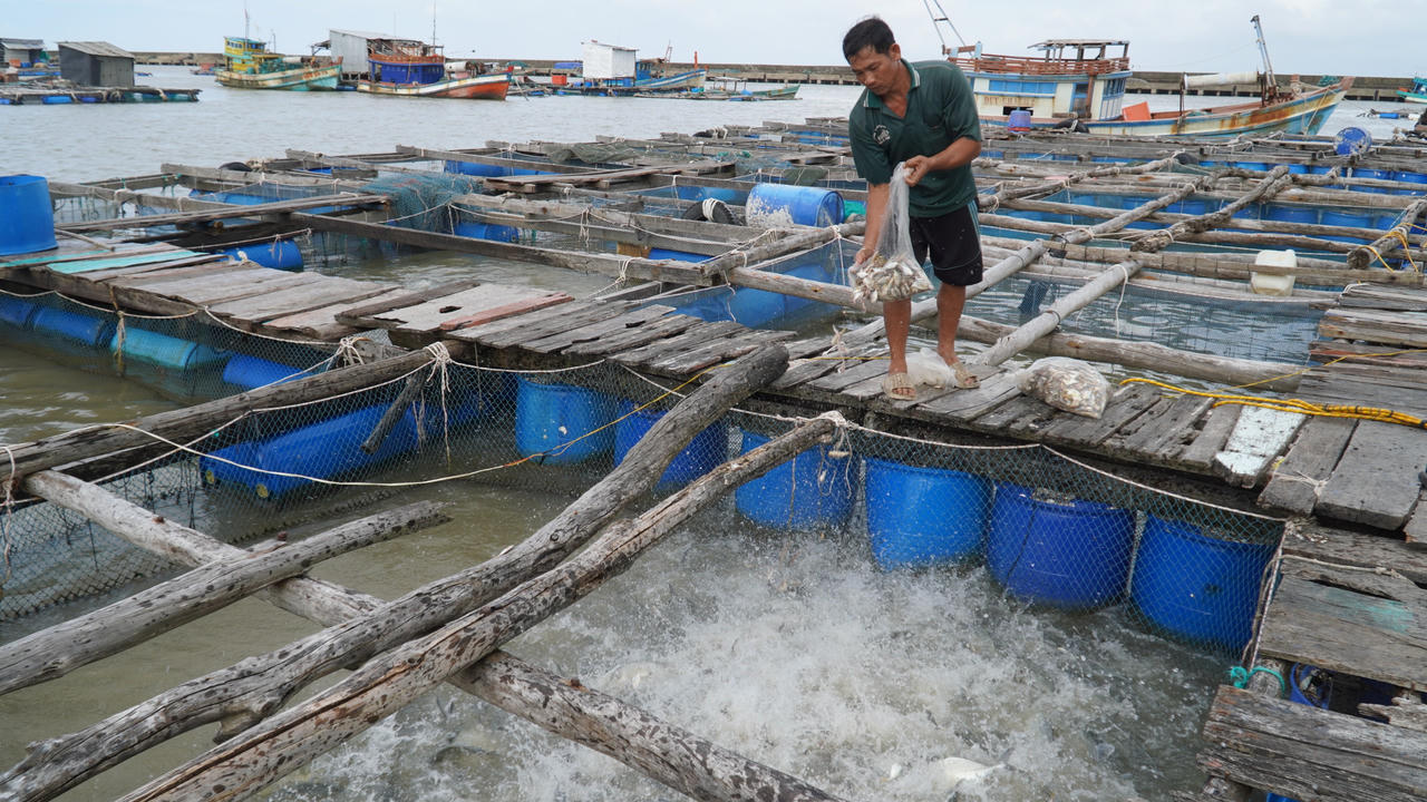 Kiên Giang thực hiện nhiều giải pháp đưa nghề nuôi cá lồng bè phát triển