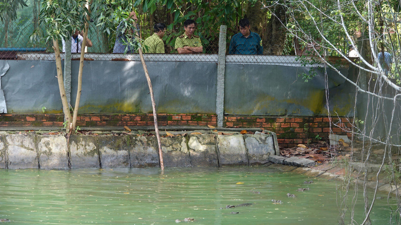 Có bao nhiêu con cá sấu sổng chuồng khỏi hồ nước Công viên ở Kiên Giang?