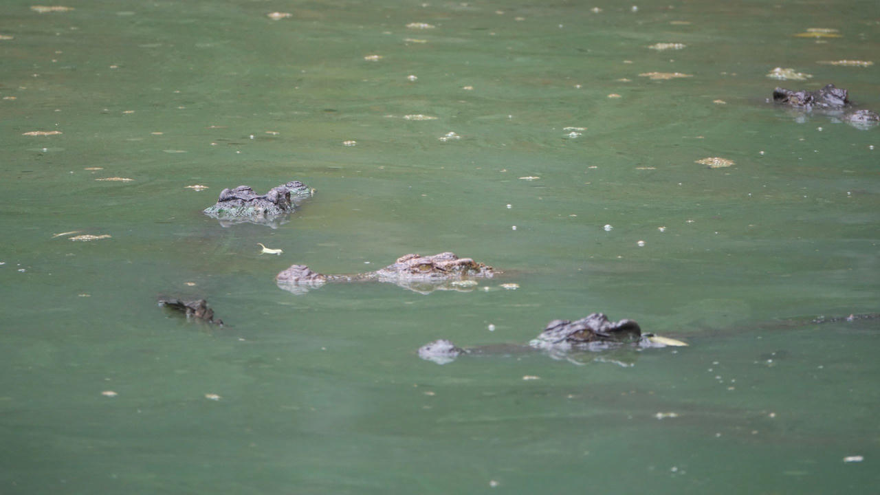 Có bao nhiêu con cá sấu sổng chuồng khỏi hồ nước Công viên ở Kiên Giang?