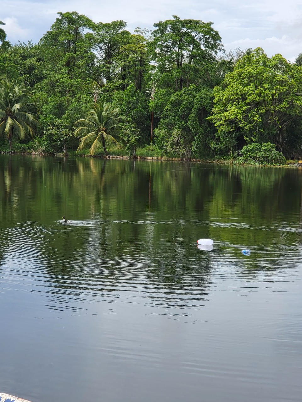Có bao nhiêu con cá sấu sổng chuồng khỏi hồ nước Công viên ở Kiên Giang?