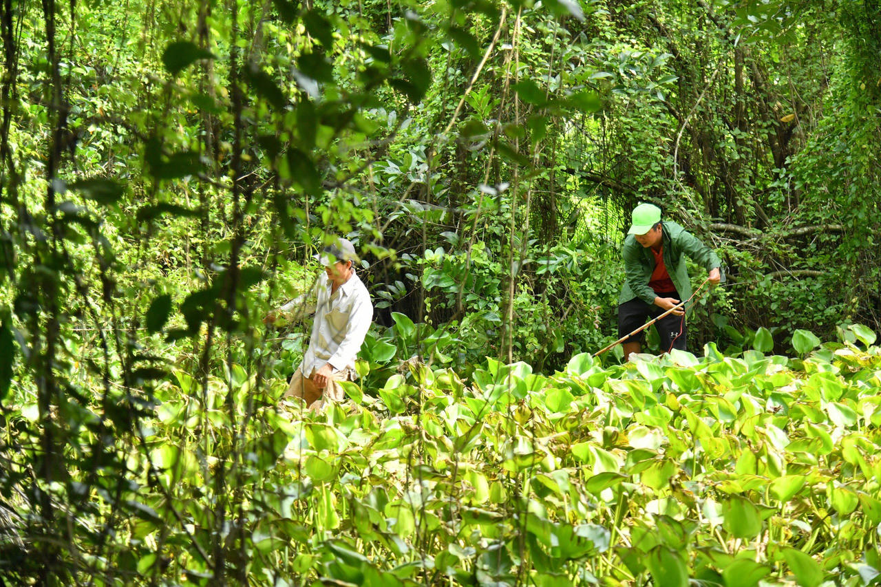 Có bao nhiêu con cá sấu sổng chuồng khỏi hồ nước Công viên ở Kiên Giang?