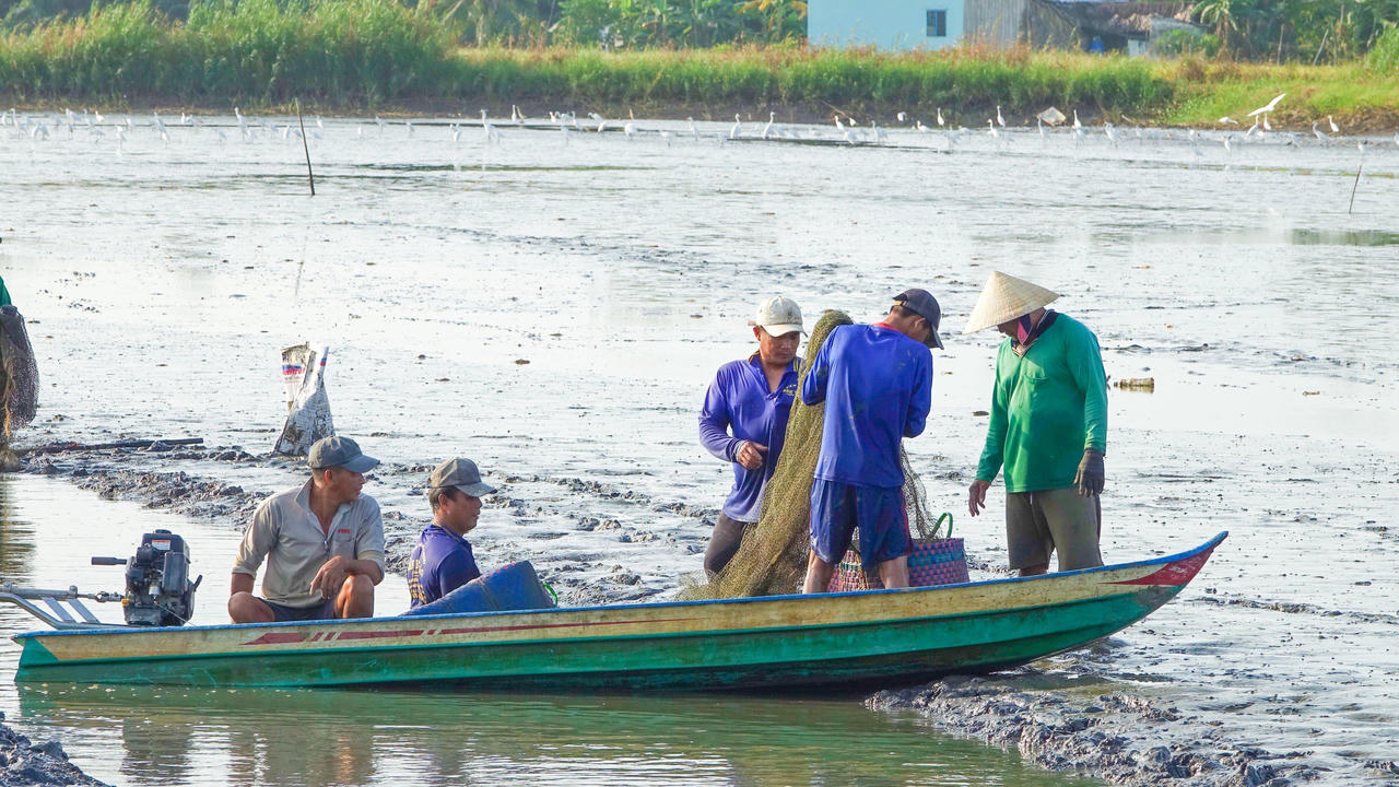 Kiên Giang đẩy mạnh sản xuất lúa theo hướng an toàn