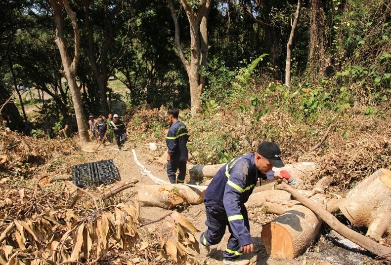 Hơn 500 người chung sức cứu 2 cánh rừng bị cháy ở An Giang