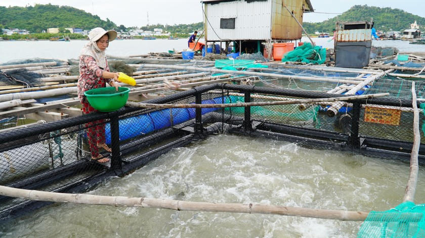 Kiên Giang cần đẩy mạnh phát triển nghề nuôi biển theo hướng công nghiệp, hiện đại