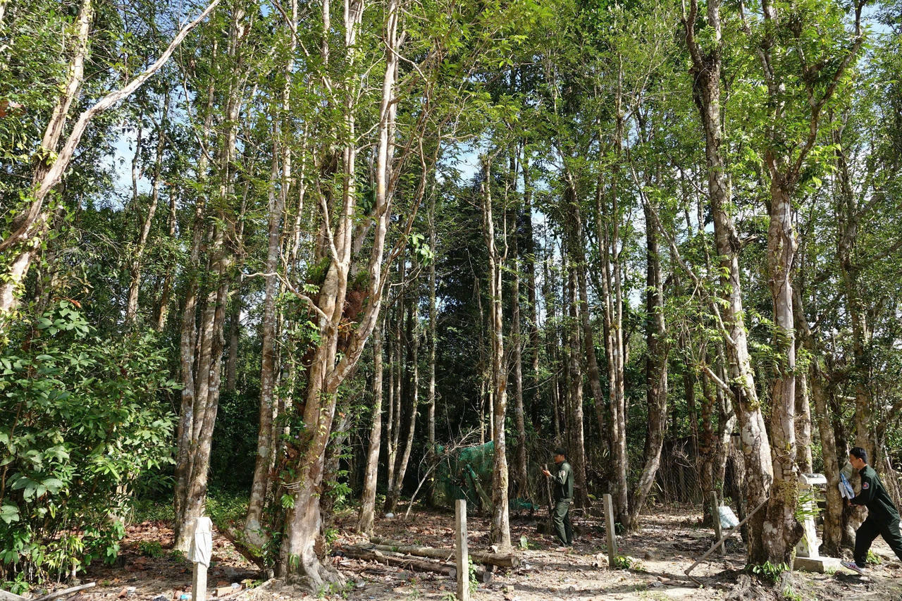  Nỗ lực bảo vệ và phát triển môi trường sinh thái Vườn quốc gia Phú Quốc