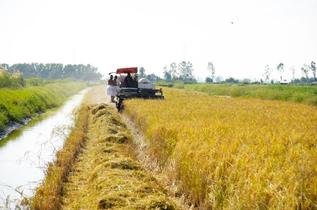 Vĩnh Thuận (Kiên Giang) quyết tâm nâng chất huyện nông thôn mới