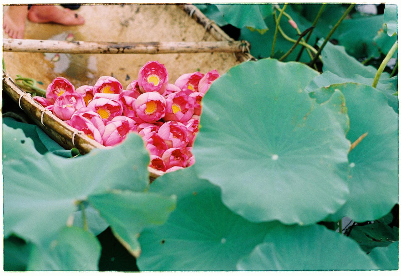 Những điểm đặc sắc của Lễ hội Sen Hà Nội 2024