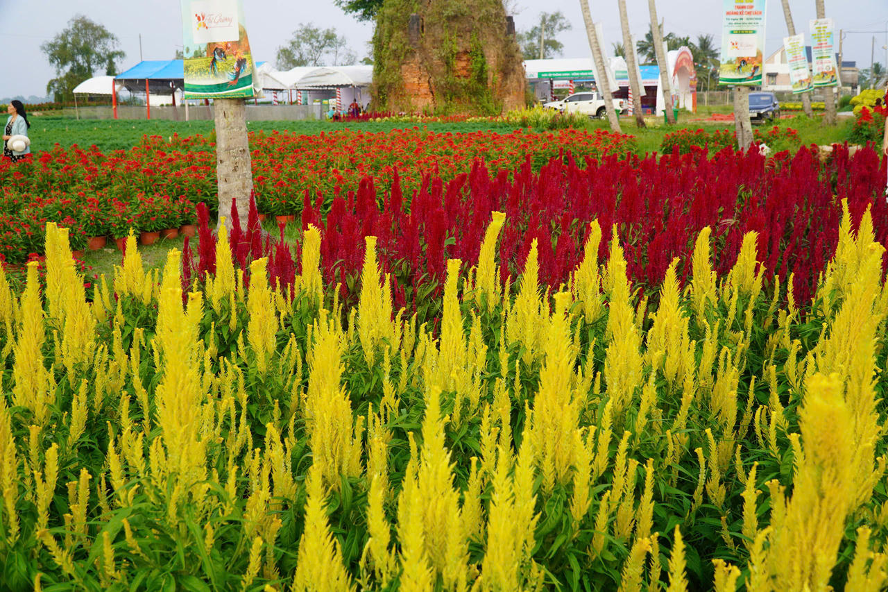 Lễ hội hoa kiểng 'Sắc màu Chợ Lách' đón tiếp hàng nghìn lượt khách tham dự