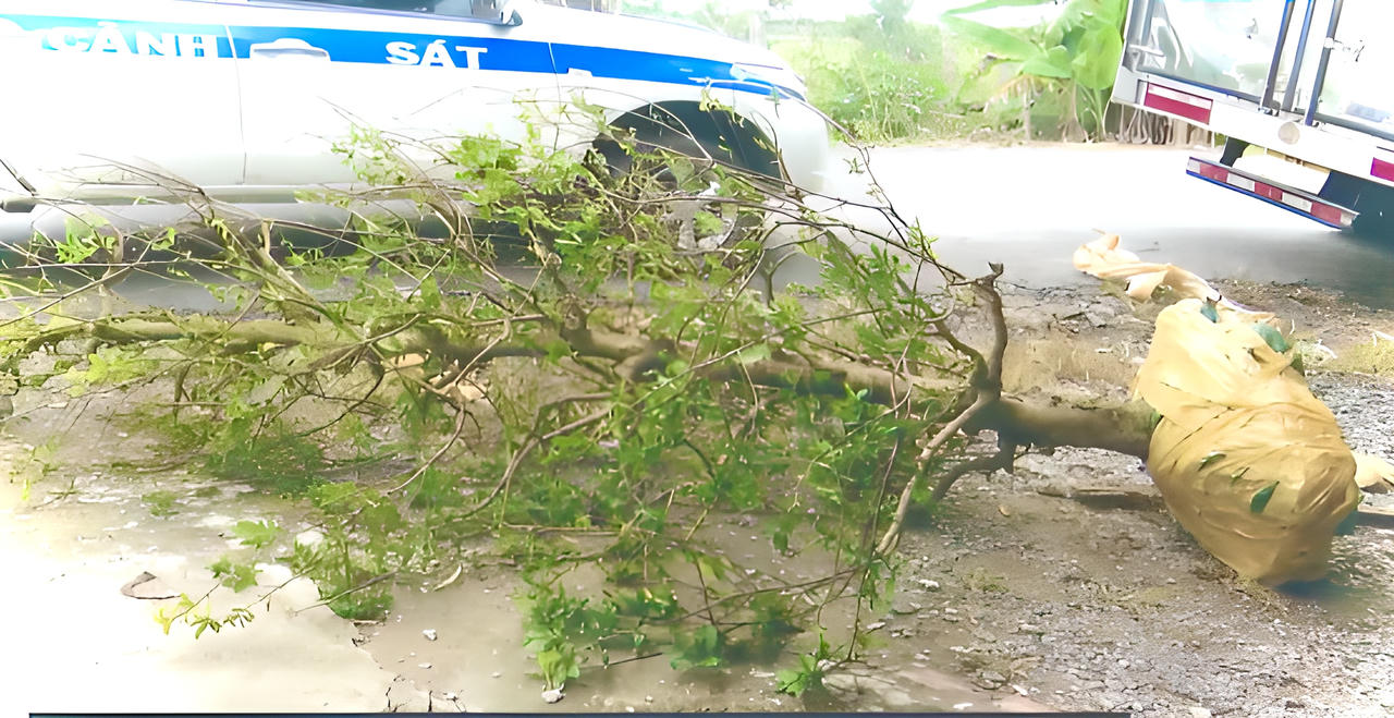 Truy nã một đối tượng tham gia trộm hai cây mai vàng trị giá 80 triệu đồng