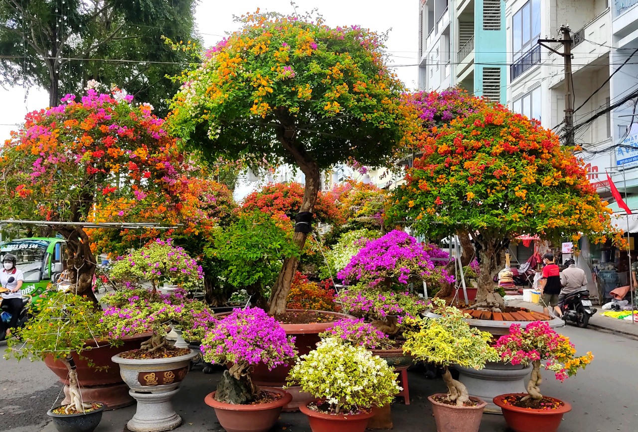 Thời tiết thất thường, chợ hoa thưa vắng người lẫn cây kiểng