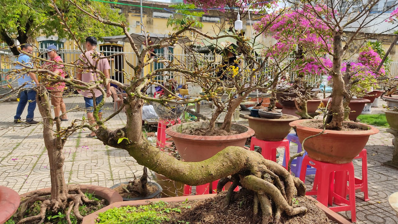 Thời tiết thất thường, chợ hoa thưa vắng người lẫn cây kiểng