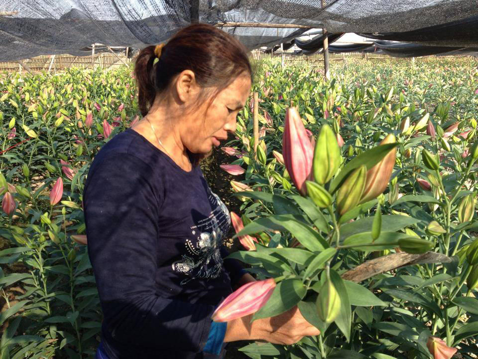 Tây Tựu: Người dân nín thở chờ hoa nở