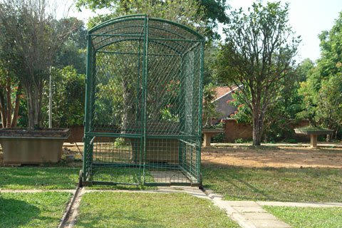 Chuyện ly kỳ về "Mâm xôi con gà" có giá triệu đô