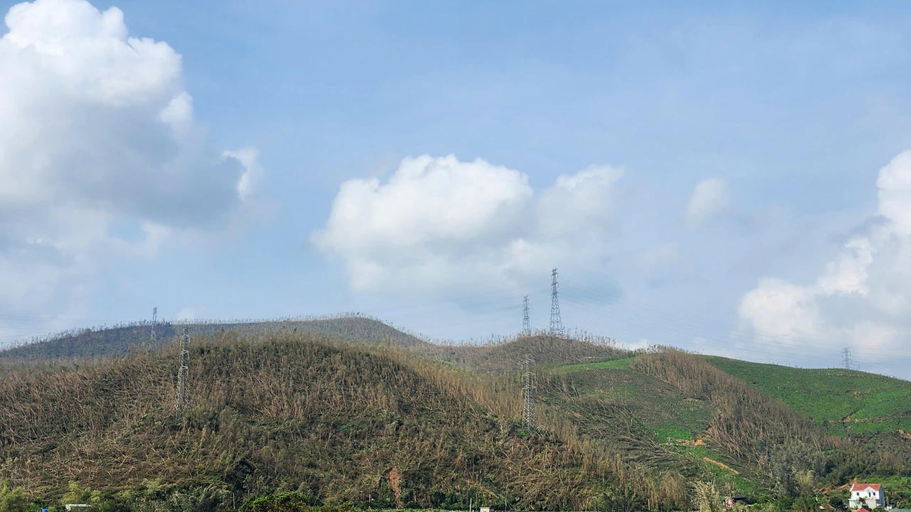 Quảng Ninh phát động đợt cao điểm thu dọn rừng bị thiệt hại do bão số 3