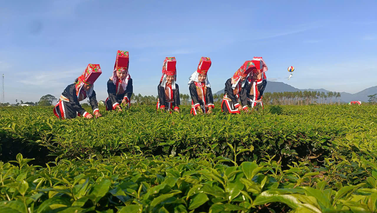 Khai mạc Lễ hội Trà Đường Hoa tại huyện Hải Hà, Quảng Ninh