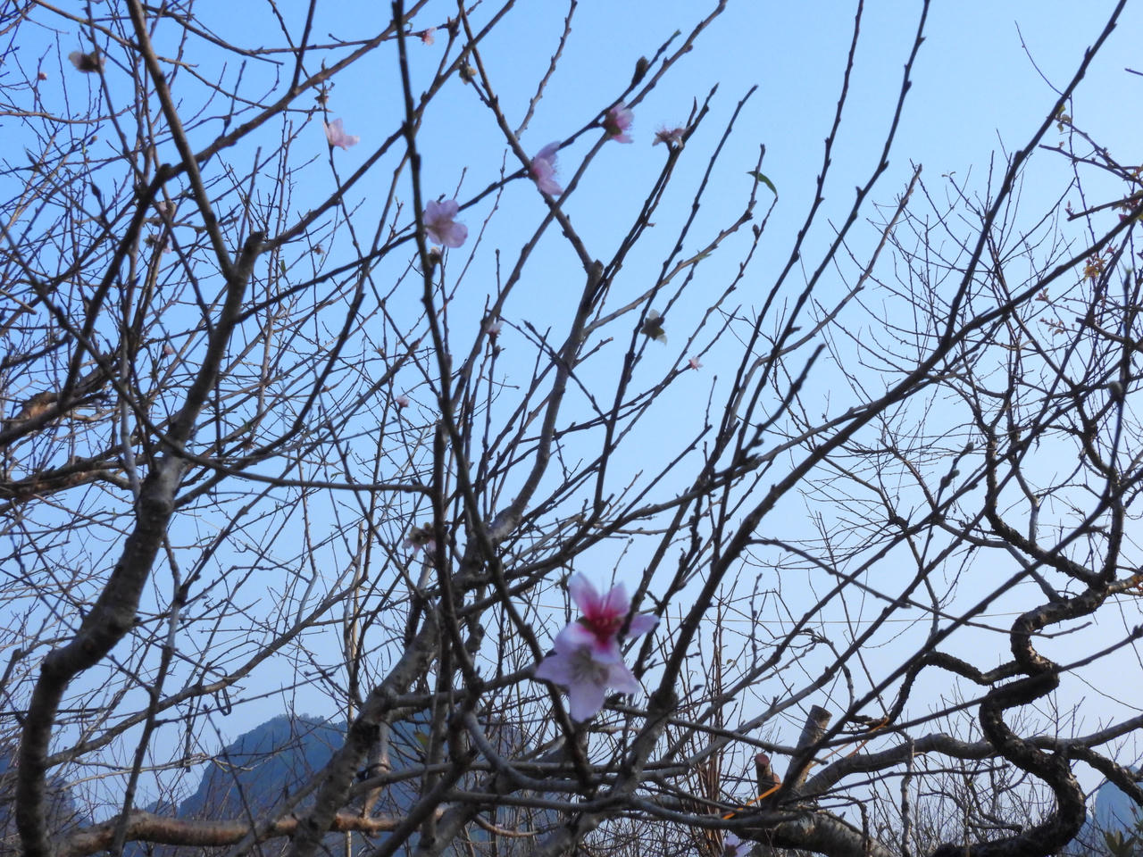 Sắp diễn ra Hội chợ hoa đào Vân Đồn năm 2025