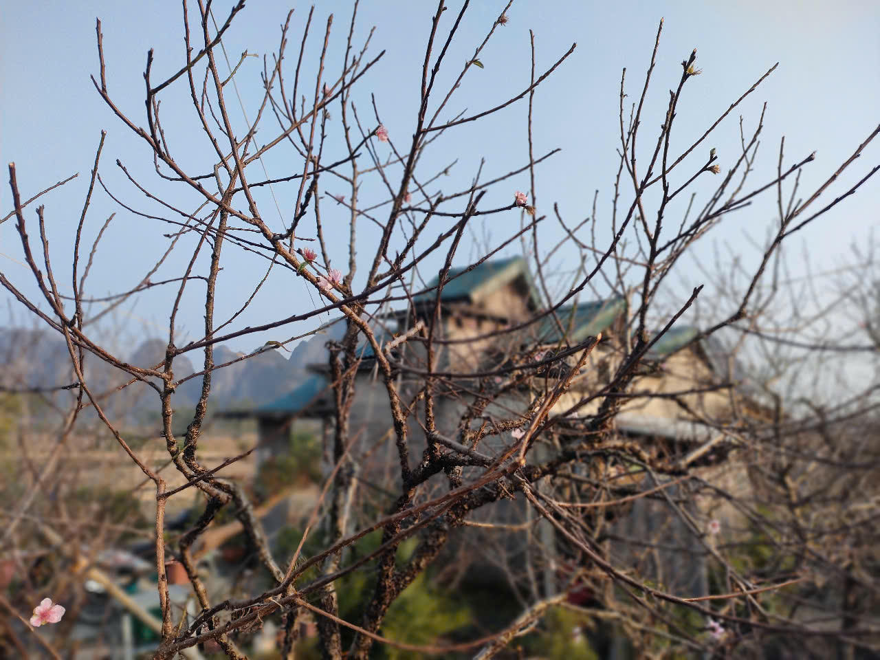 Sắp diễn ra Hội chợ hoa đào Vân Đồn năm 2025