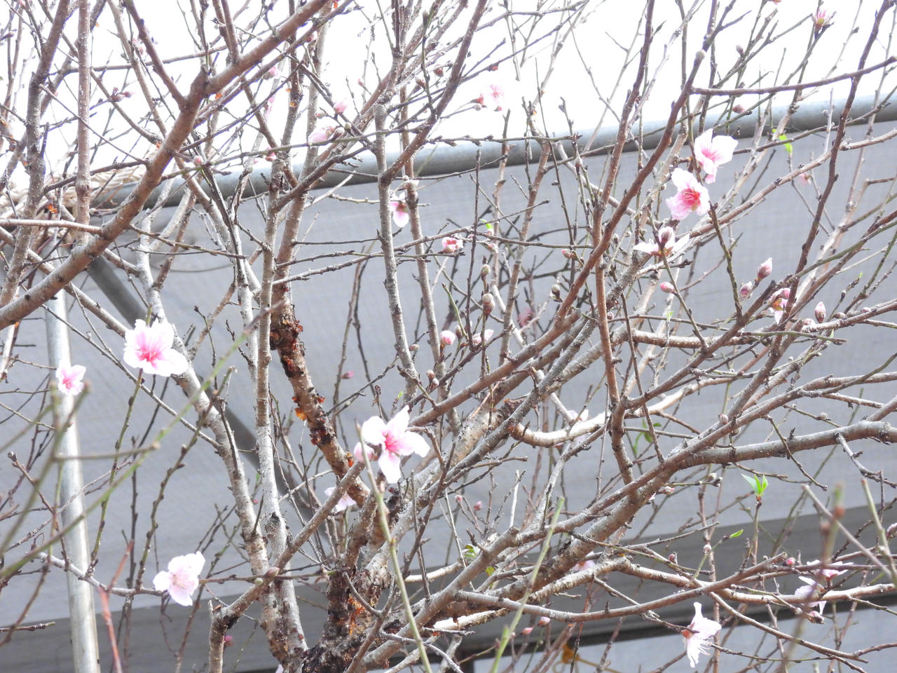 Hải Phòng, Quảng Ninh khai mạc Hội báo Xuân Ất Tỵ 2025 