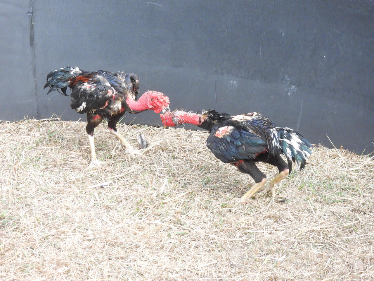 Rực rỡ sắc màu ngày hội văn hóa Tết các dân tộc tại Quảng Ninh