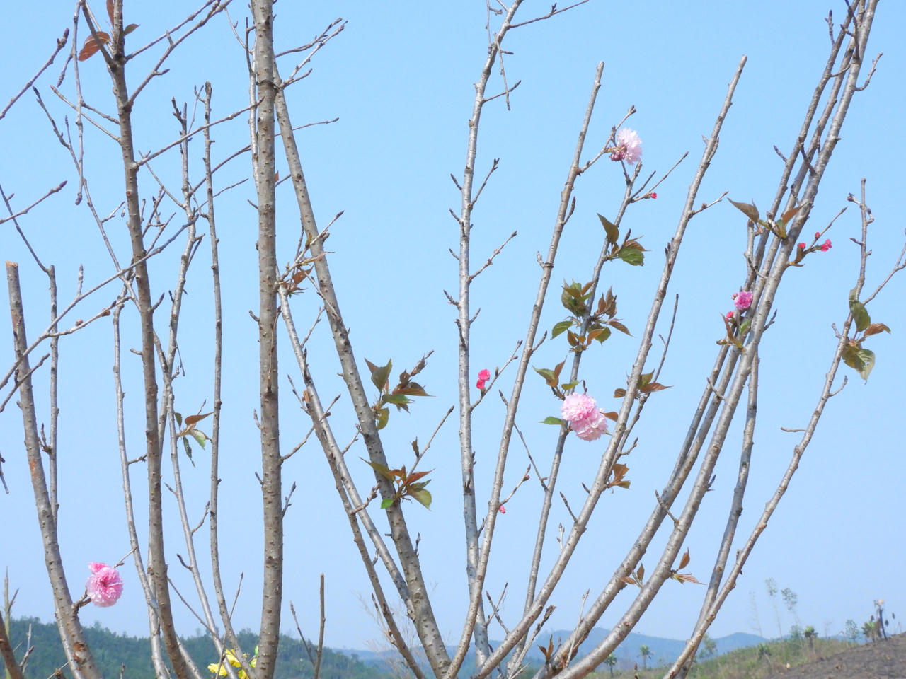 Lễ hội Hoa Anh đào tại vùng cao Kỳ Thượng