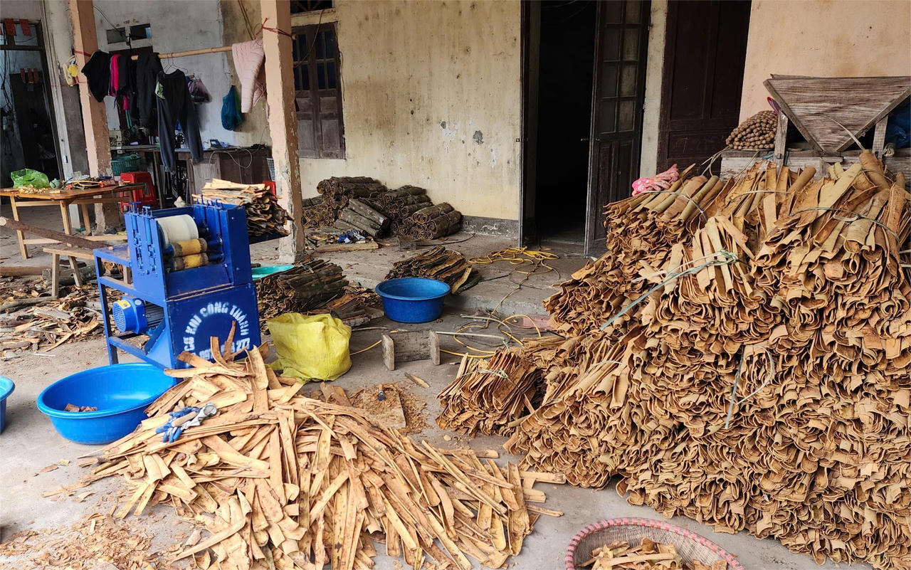 Bình Liêu vào mùa quế