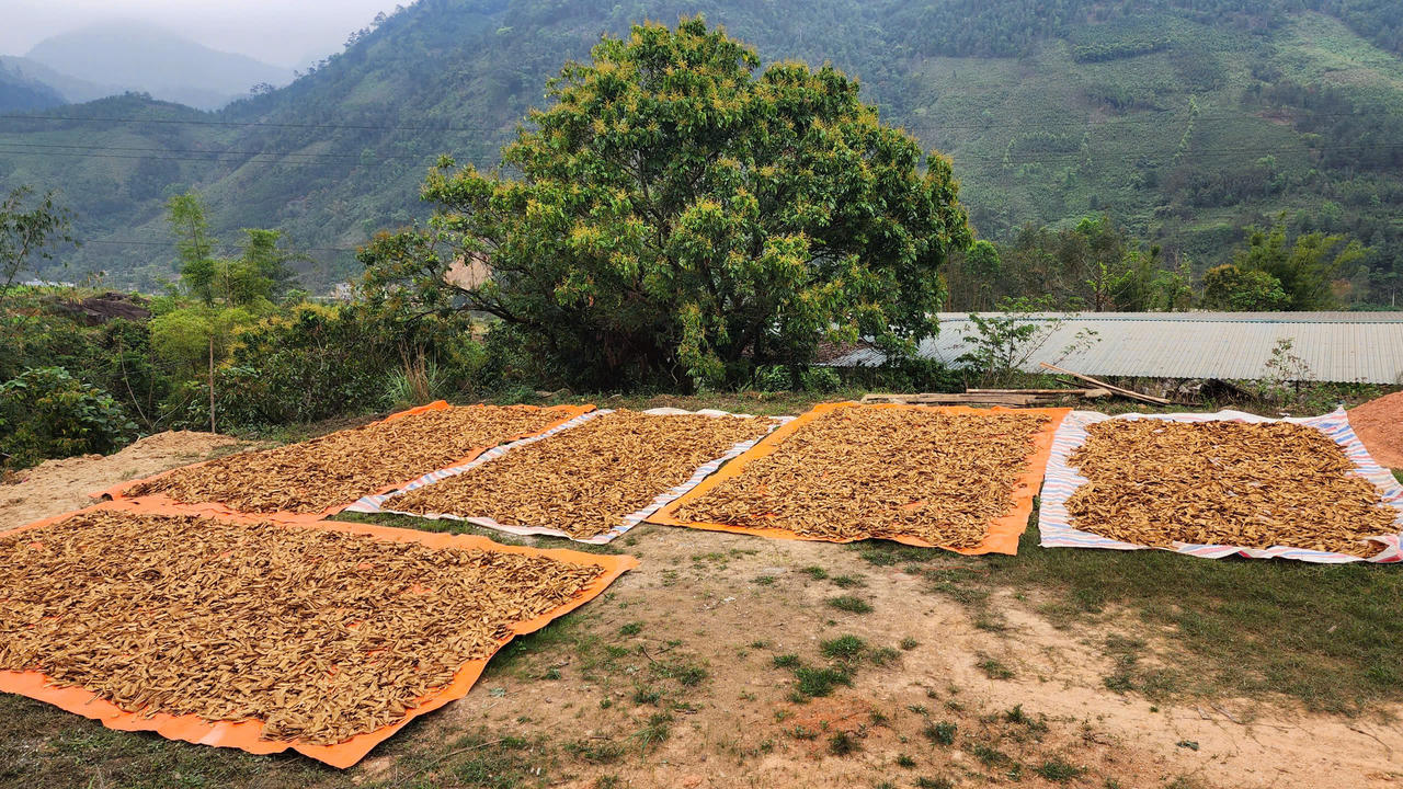 Bình Liêu vào mùa quế