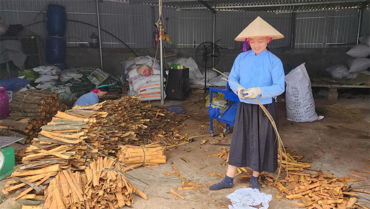 Bình Liêu vào mùa quế