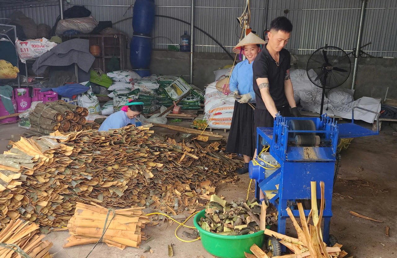 Bình Liêu vào mùa quế