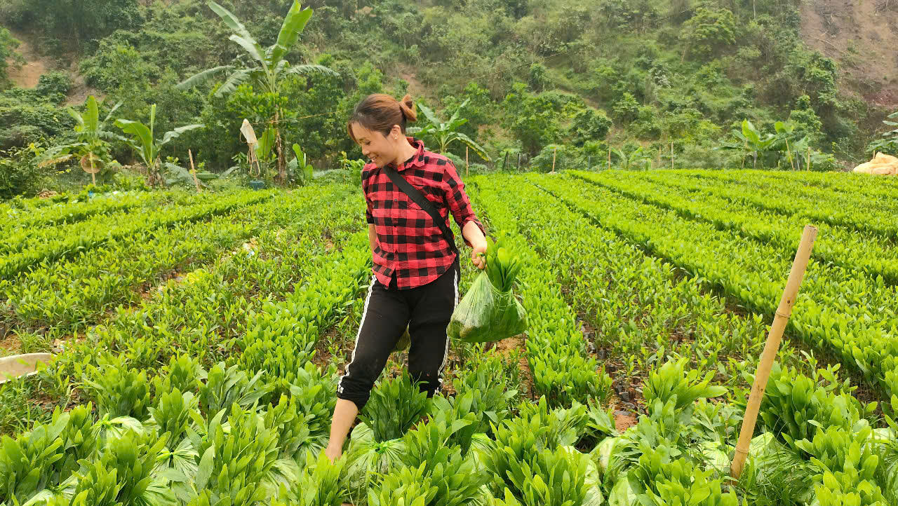 Nhiều hộ trồng rừng ở Quảng Ninh lao đao vì nắng nóng kéo dài