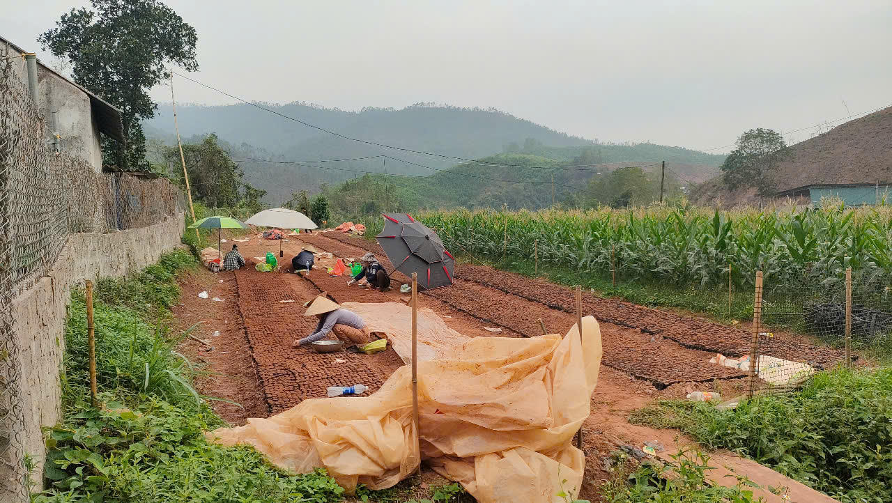 Nhiều hộ trồng rừng ở Quảng Ninh lao đao vì nắng nóng kéo dài