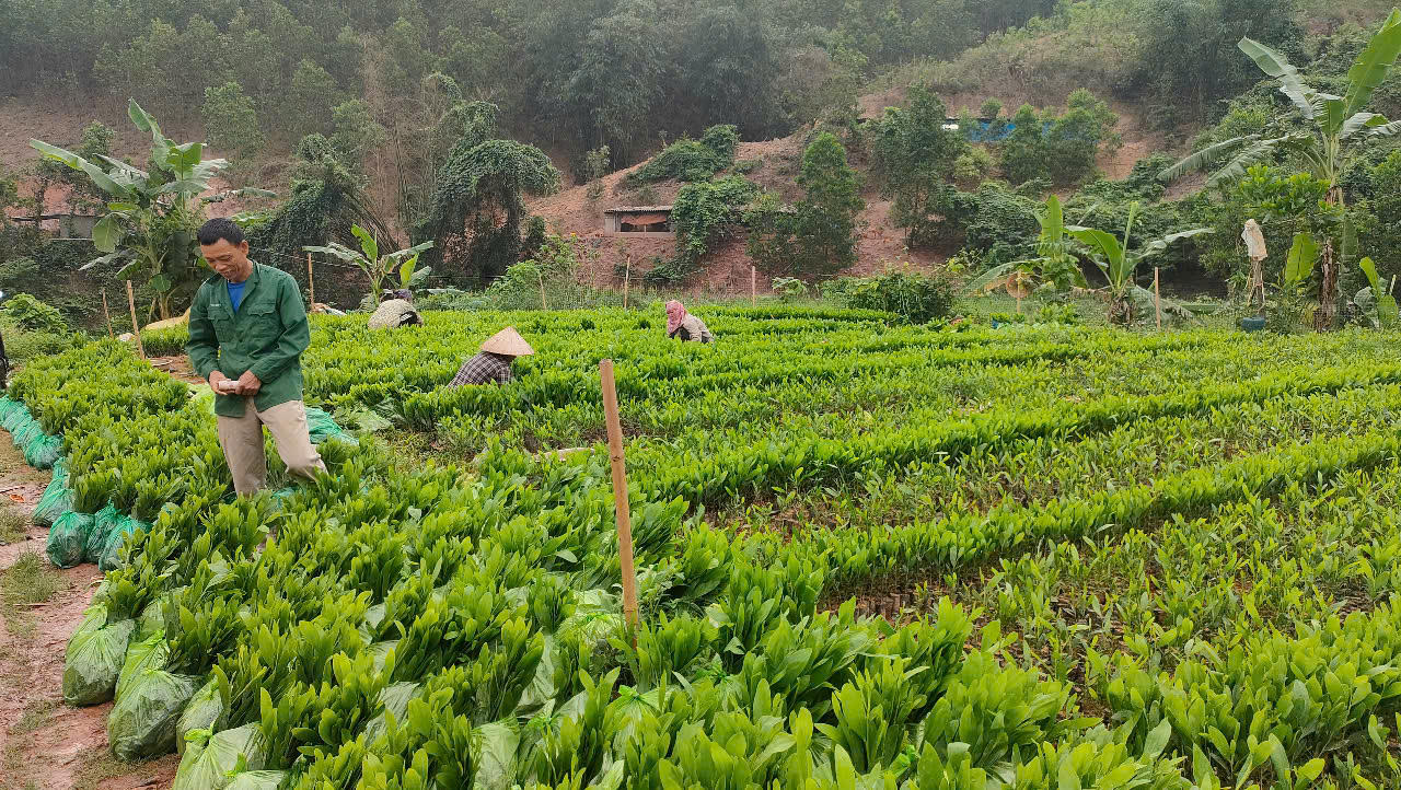 Nhiều hộ trồng rừng ở Quảng Ninh lao đao vì nắng nóng kéo dài