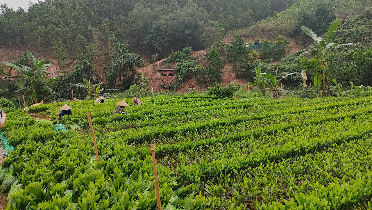 Nhiều hộ trồng rừng ở Quảng Ninh lao đao vì nắng nóng kéo dài