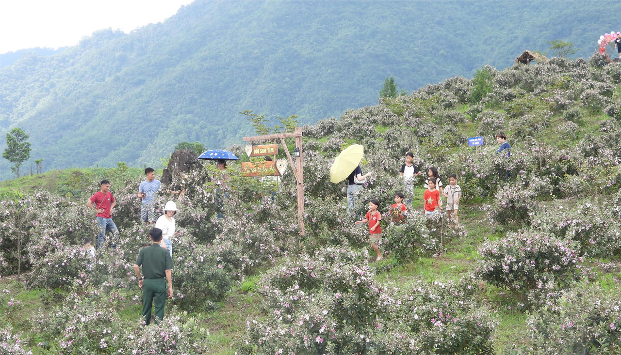 Đặc sắc Lễ hội Hoa sim biên giới tại Quảng Ninh